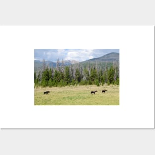 Moose in Rocky Mountain National Park Posters and Art